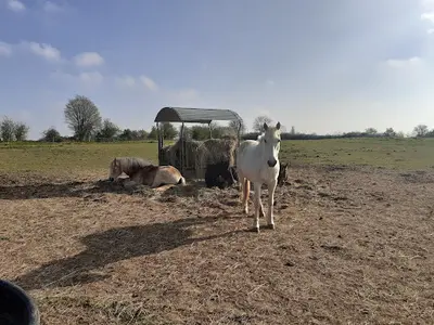 Les Poneys du Four À Chaux