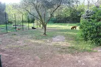 La Garrigue des Toutous - Pension Canine Dans l'Hérault (34)