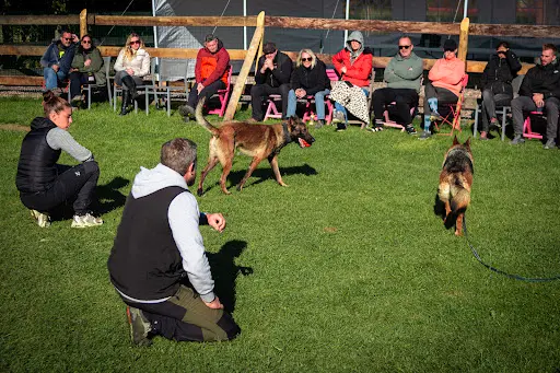 Dog Solution