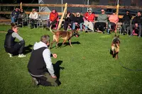 Dog Solution