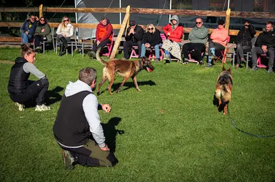 Dog Solution