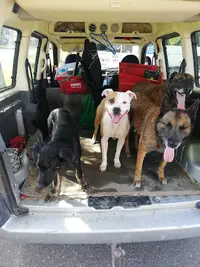 Training Club Canin de Beinheim