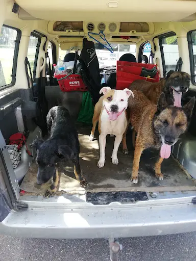 Training Club Canin de Beinheim