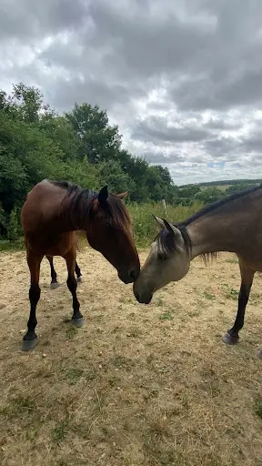Domaine Equestre du Pays Bellêmois