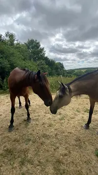 Domaine Equestre du Pays Bellêmois