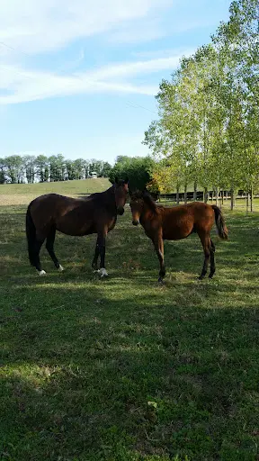 Les Cavaliers en Herbe