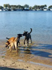 l'École de la Vie du Chien