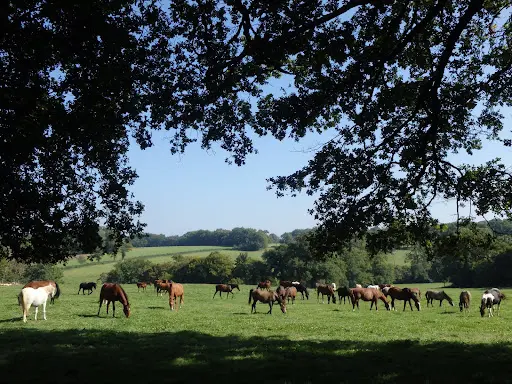 La Grange des Selles