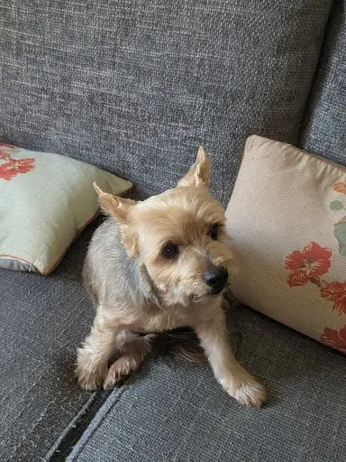 Salon des Canins Félins