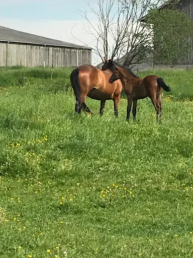 Equitaide - Isabelle Claude