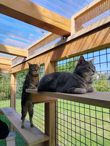 La Cabane des Félins
