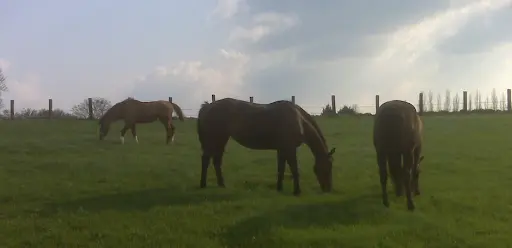 Pension de Chevaux À Bellefontaine, la Ferme d'Alain Bimont