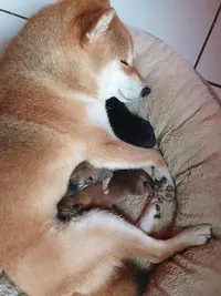Elevage Shiba Inu - Kitsune No Tani Kensha