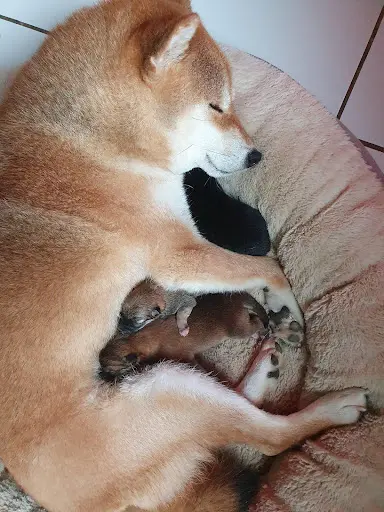 Elevage Shiba Inu - Kitsune No Tani Kensha