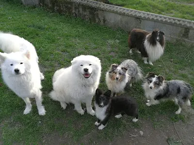 Pension des Patounes d'Aur