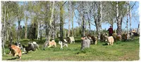 Légendes de Retz Eurasier-laika de Iakoutie-border Terrier