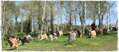Légendes de Retz Eurasier-laika de Iakoutie-border Terrier