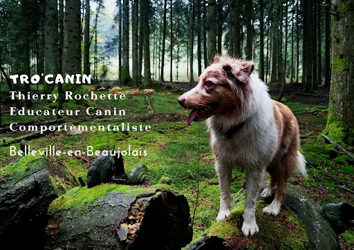 Tro Canin, Éducateur Canin, Comportementaliste, Thierry Rochette