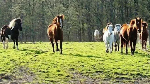 Ferme de Bon-jacques