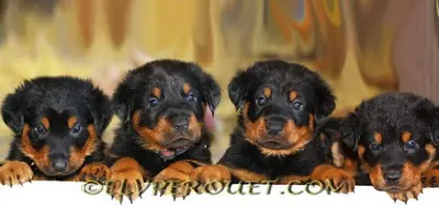 Elevage de Beauceron du Perouet