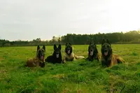 Pension Canine au Coeur des Pattes