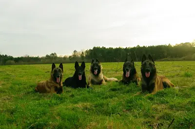 Pension Canine au Coeur des Pattes