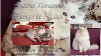 Chatterie Namaskar Elevage de Ragdoll en Indre et Loire