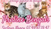 Praline Bengals