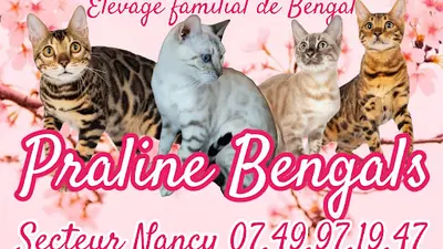 Praline Bengals