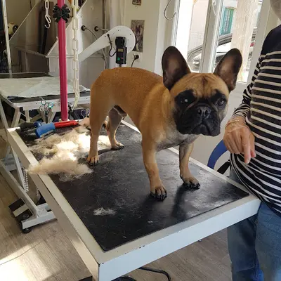 Toilettage aux Chiens de Jade