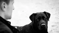 Harmonie Canine