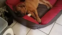 Pension Canine Lovers Dogs