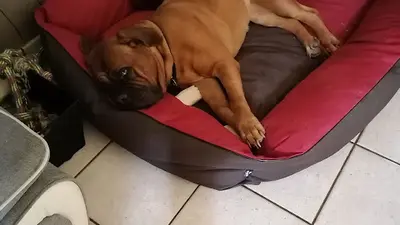 Pension Canine Lovers Dogs