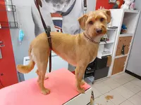 Toutou Salon