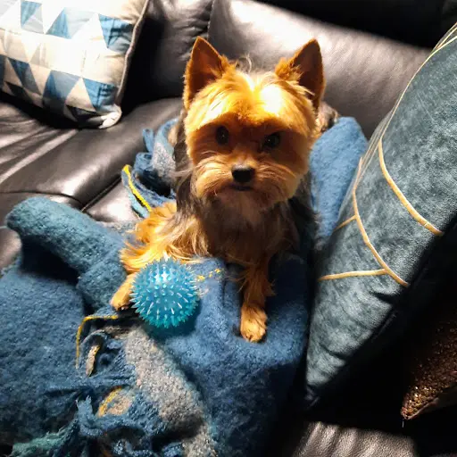 Au Bien Etre Canin