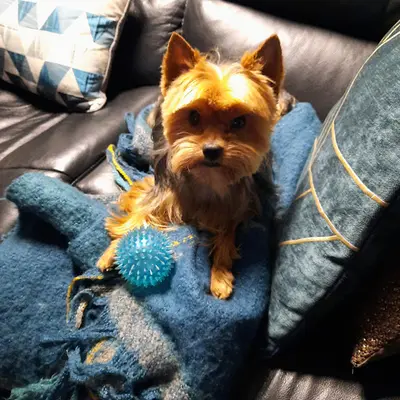 Au Bien Etre Canin