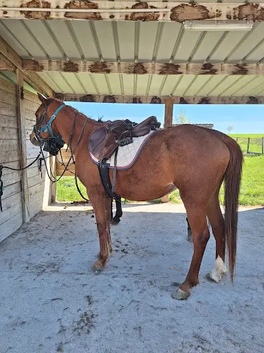 Champ À Cheval