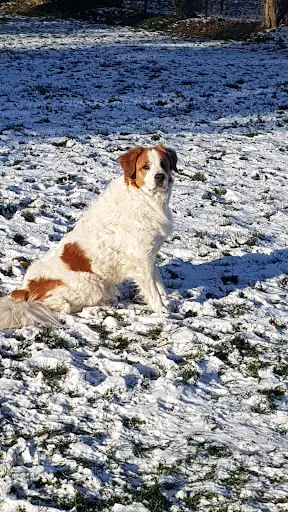 Cod Canin - Praticienne Bien Être et Éducateur Canin