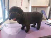 Joli Chien