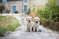 Elevage Golden Retriever Ar Bann Heol