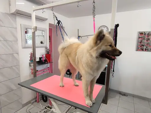 Passion Beauté Canine