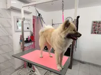 Passion Beauté Canine