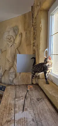 Club Vacances Pour Animaux