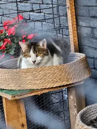 La Colo Cat S