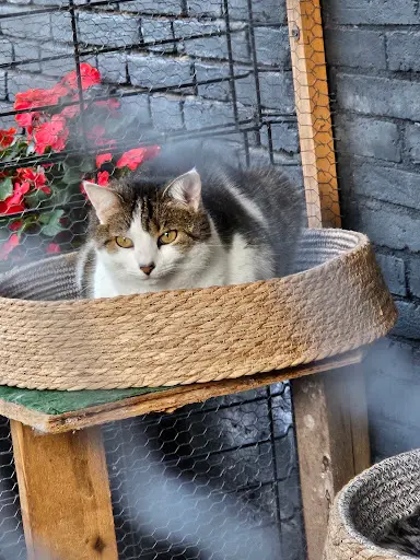 La Colo Cat S