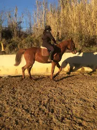 Horse Planet Equitation