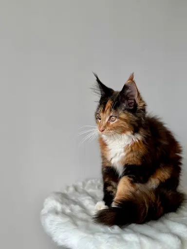Chatterie des 21 Mystères