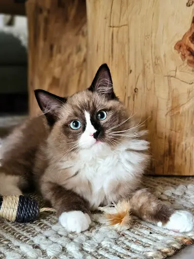 Chatterie du Félin Charmant