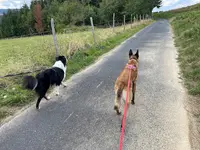 Octa Caninae Education Canine