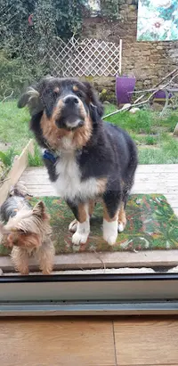 Pension Chiens-chats l'Heureux